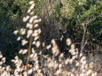 Mule Deer - Odocoileus hemionus