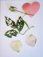 Deconstructed Rose