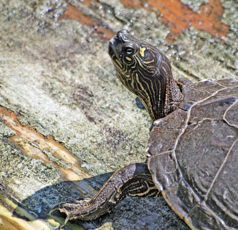 False map turtle - Graptemys pseudogeographica