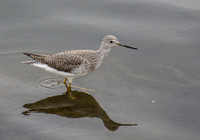 Greater Yellowlegs - Tringa melanoleuca