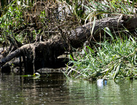Litter gets washed down stream