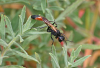 Burrowing wasp 1 - Ammophila sp.