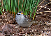 White-crowned Sparrow - Zonotrichia leucophyrs