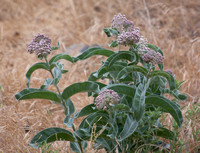 Woollypod milkweed - Asclepias eriocarpa