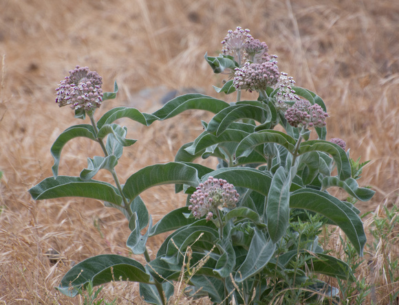 Woollypod milkweed - Asclepias eriocarpa