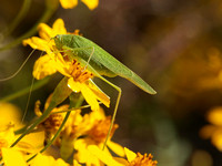 Mediterranean katydid - Phaneroptera nana