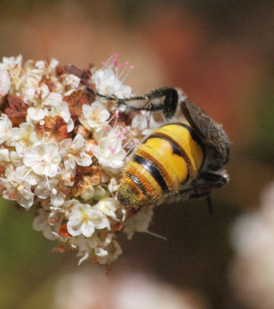 Scoliid wasp - Dielis tolteca (female)
