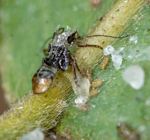 Tipu psyllid - Platycorypha nigrivirga