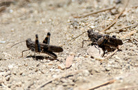 Fontana Grasshopper - Trimerotropis fontana