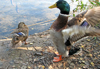 Mallard Duck - Anas platyrhynchos