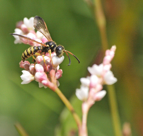 Weevil wasp 1 - Cerceris sextoides