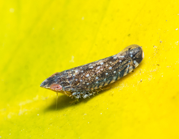 Leafhopper - Scaphytopius sp