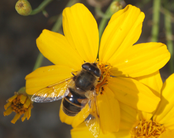 Drone fly 1 - Eristalis tenax