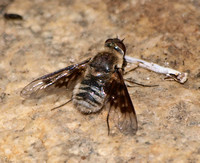 Bee Fly - unidentified (2)