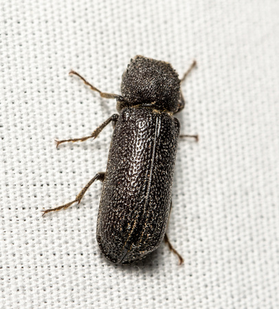 Powderpost Bostrichid - Amphicerus cornutus