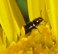 Soft-winged flower beetle - Unidentified spp.