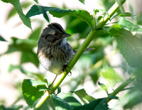 Lincoln's Sparrow - Melospiza lincolnii