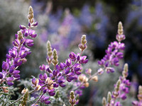 Lupine