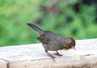 California Towhee - Melozone Crissalis