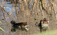 Common Gallinule - Gallinula galeata