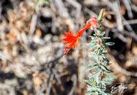 California Fuchsia - Epilobium canum