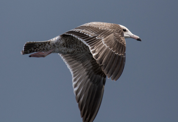 California Gull - Larus californicus