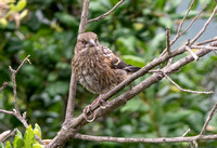 Spotted Towhee - Pipilo maculatus