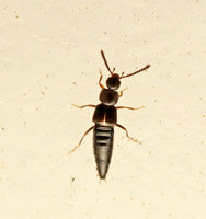 Rove beetle 2 - Unidentified sp.