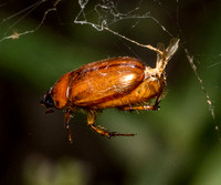 Masked Chafer  - Cyclocephala sp.