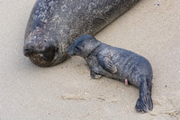 Harbor seal - Phoca vitulina