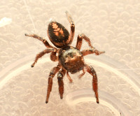 Jumping spider 13 - Habronattus sp.