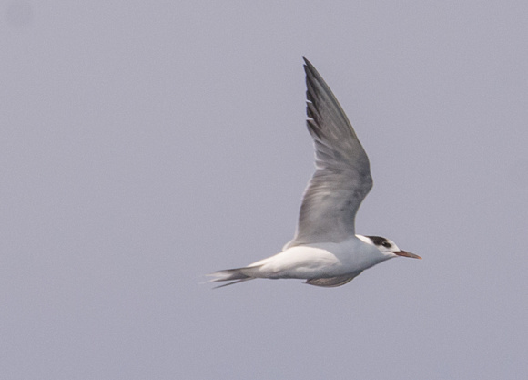 Common Tern - Sterna hirundo