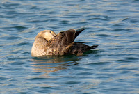 King Eider - Somateria spectabilis