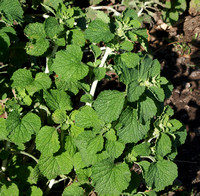 Horehound