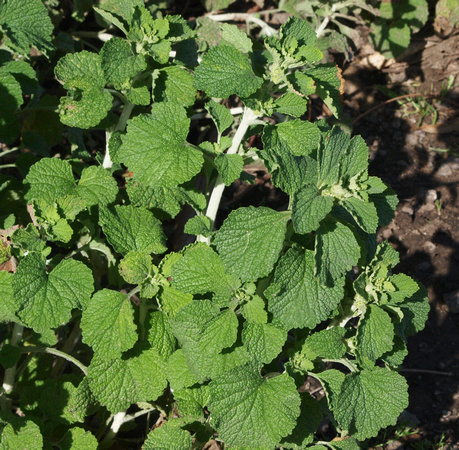 Horehound