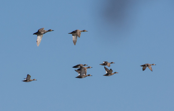 Gadwall - Mareca strepera