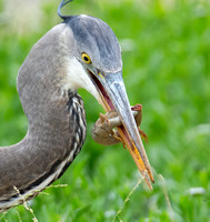 Great Blue Heron - Ardea herodias, Southern alligator lizard - Elgaria multicarinata