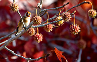 European Goldfinch - Carduelis carduelis