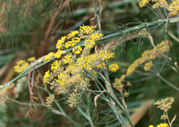 Fennel - Foeniculum vulgare