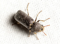 Powderpost Bostrichid - Amphicerus cornutus