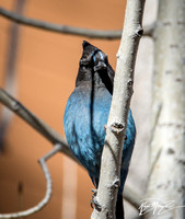 Steller's Jay - Cyanocitta stelleri