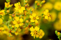 Slender tarplant - Deinandra fasciculata