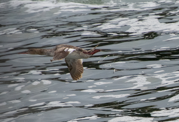 Red-breasted Merganser - Mergus serrator