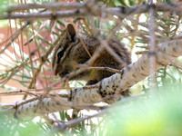 Merriam's Chipmunk - Neotamias merriami