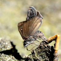 Propertius Duskywing - Erynnis propertius