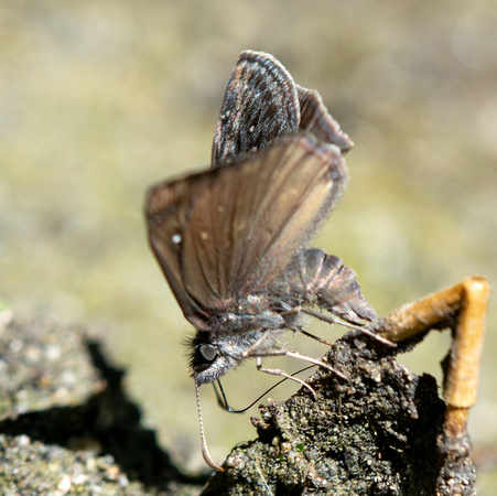 Propertius Duskywing - Erynnis propertius