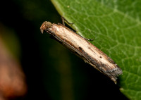 Lesser Cornstalk Borer Moth - Elasmopalpus lignosellus
