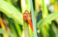 Neon skimmer -  Libellula croceipennis