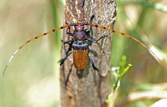 Filiform -- thread-like -  Longhorned beetle - Tragidion sp.