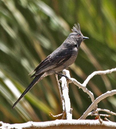 Phainopepla nitens